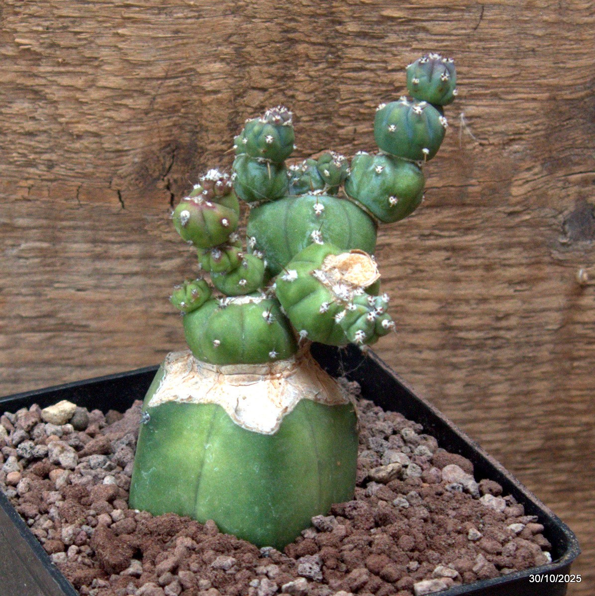 D7230 MYRTILLOCACTUS GEOMETRIZANS STACKER MONSTER GRAFT. pot10-H12-W7 cm MaMa Ca