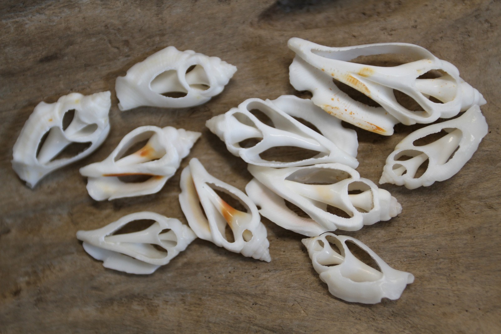 20-URCEUS,White Center Cut Seashells,Beach Wedding Decor,Floral Supply,CS-107