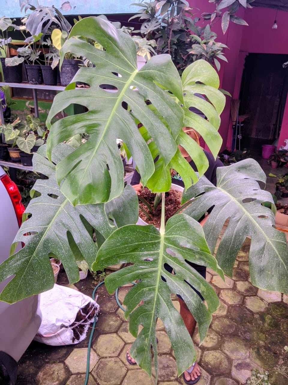 Monstera Brazillian Commonform Very Green Beauty Real Picture Super Big Size