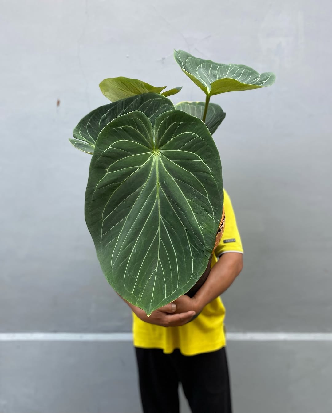 Anthurium King of Spades Butterfly Big Size Real Picture