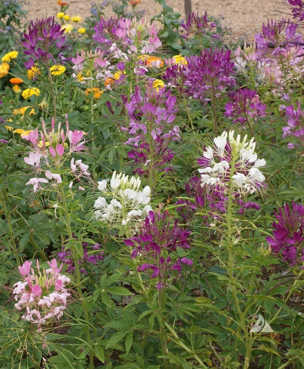 Hot mix Color Spider Flower (Cleome) 100 SEEDS – BOLD BRIGHT COLOR!
