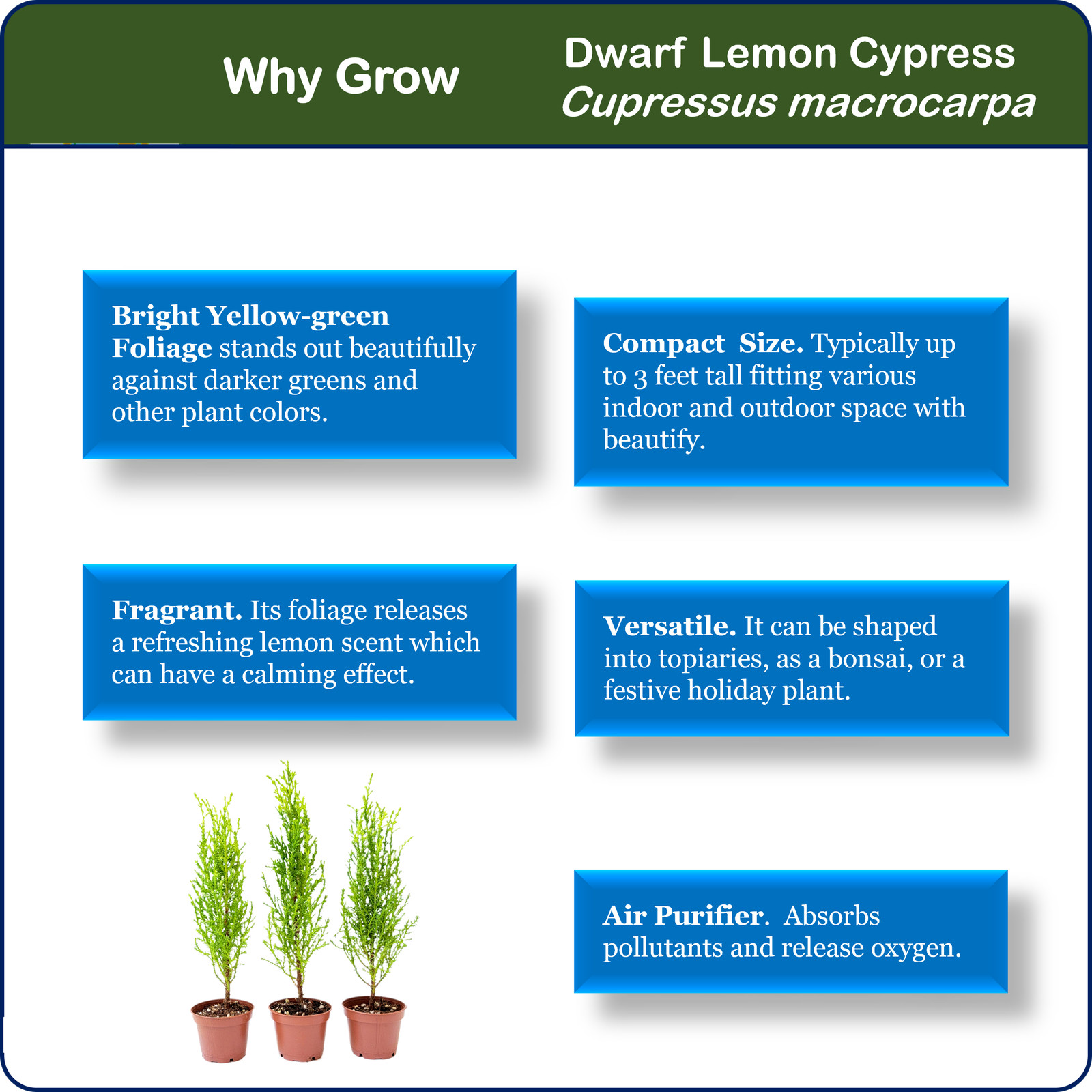 3-PK Live Dwarf Lemon Cypress, Live Indoor Tree, Fragrant Plant, 2.5-in Pot