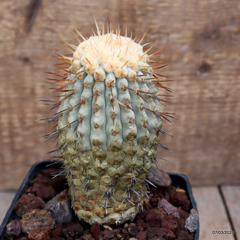 D3812 COPIAPOA CINEREA COLUMNA ALBA pot10-H12-W7 cm MaMa Cactus