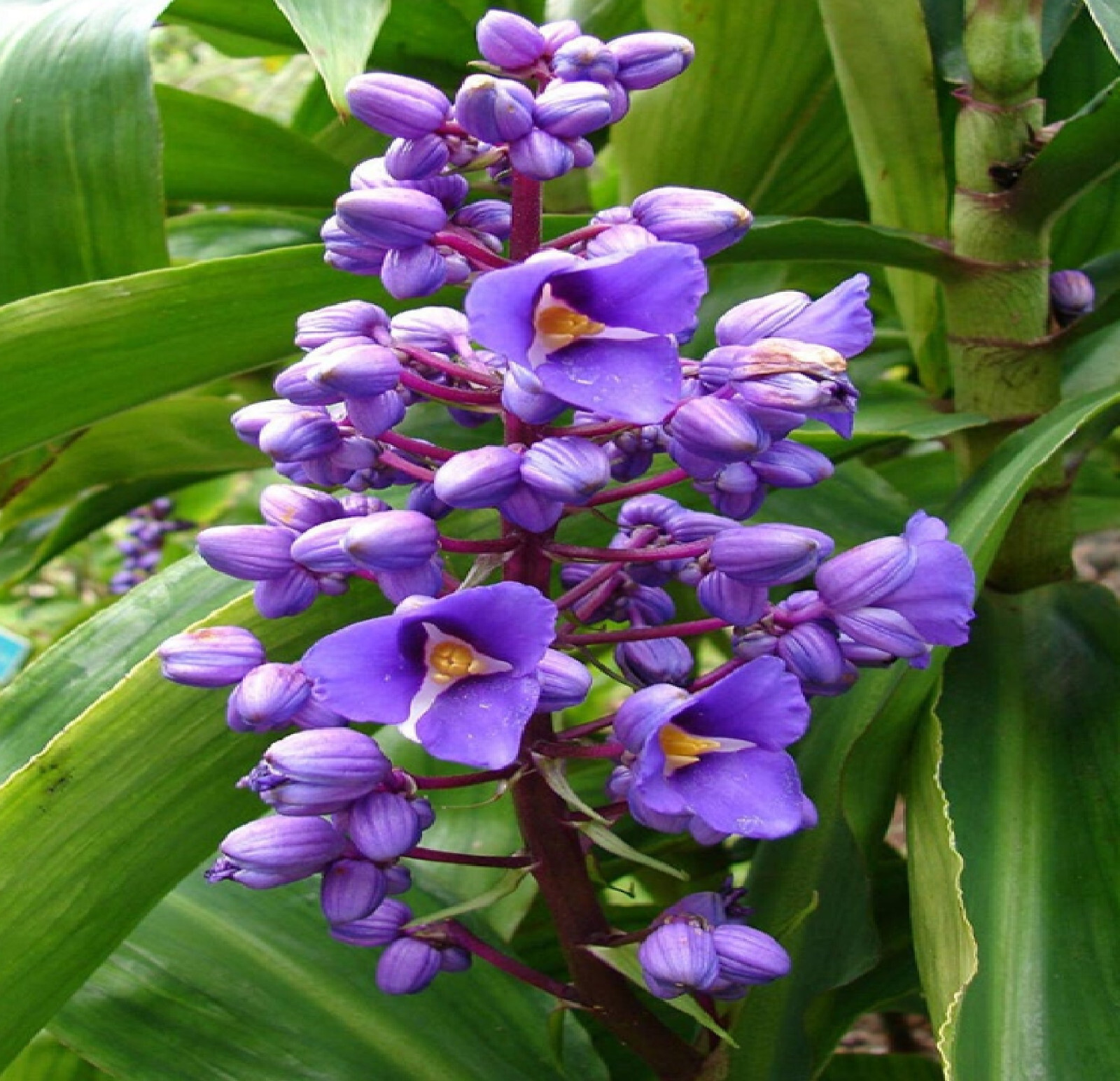 2 Hawaiian Blue (polu) Dichorisandra Thyrsiflora Ginger Plant Roots