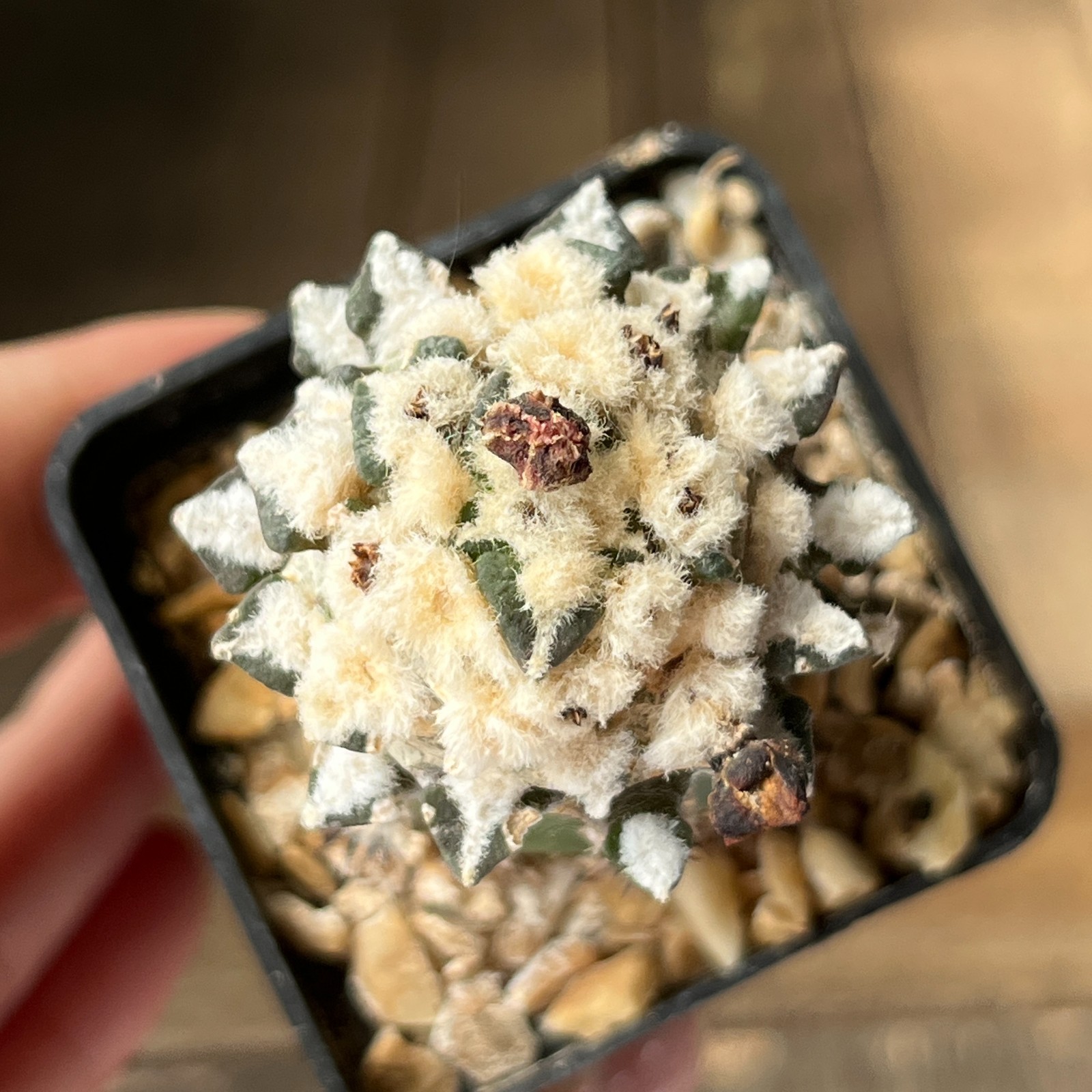 A9-4254 Cactus kotschoubeyanus, VM256, Viesca, Coah, grafted