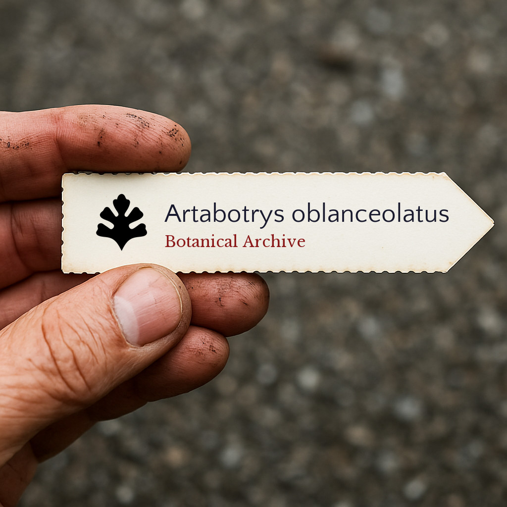 Artabotrys oblanceolatus | 10 SEEDS – Climbing ylang-ylang | Artabotrys vine