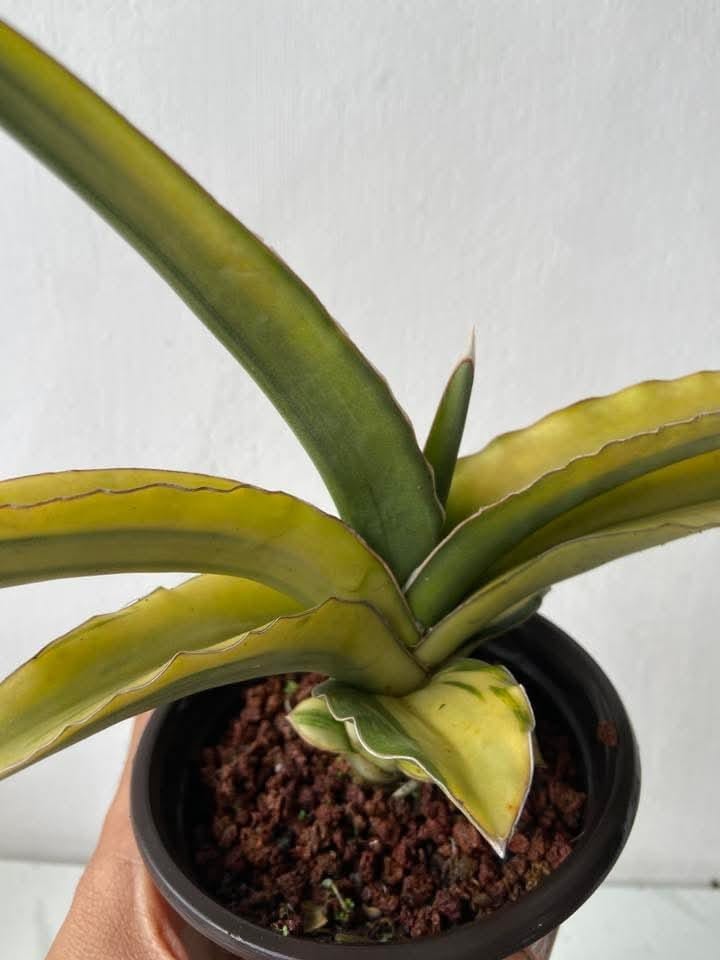 Sansevieria Perottii Variegated Big Size Rare Unique Snake Plant