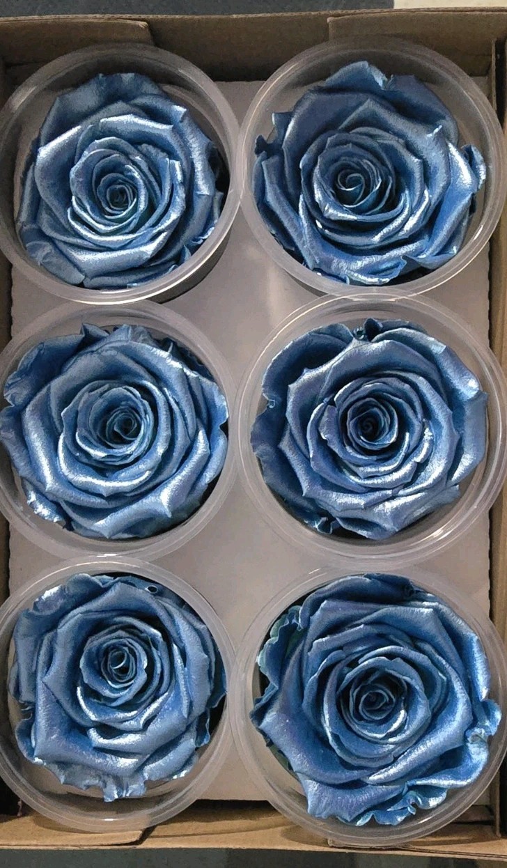 Preserved Roses Forever Roses 6 Pack Metallic Blue XL Ecuador