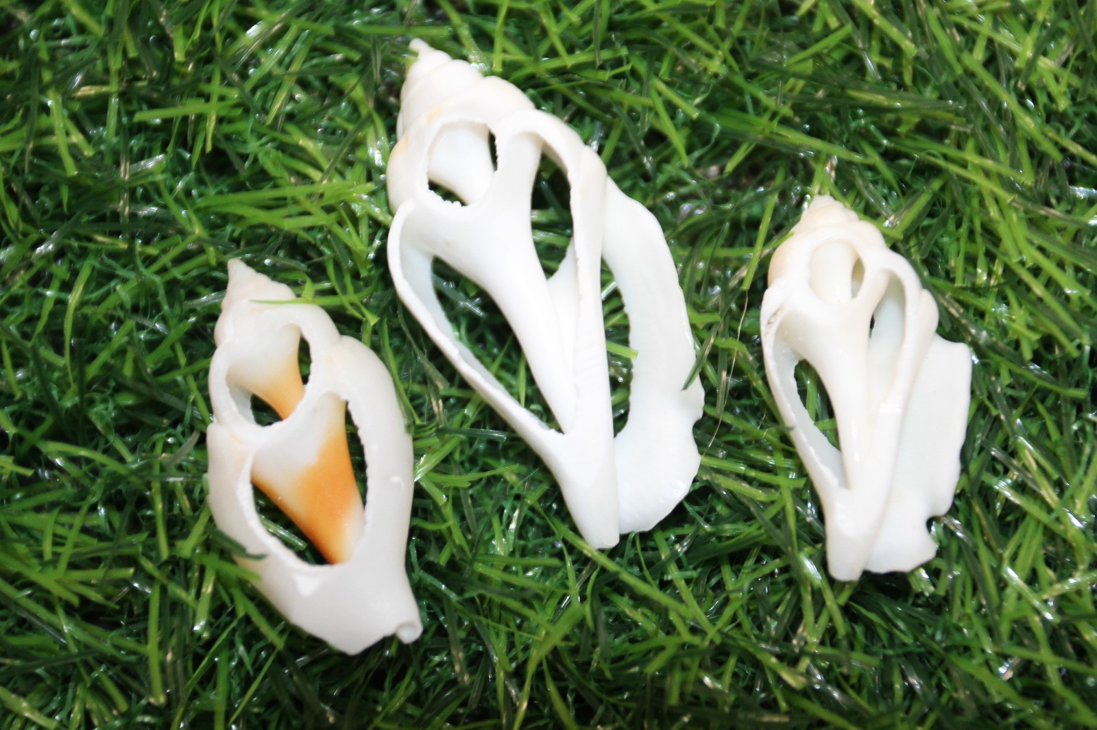 20-URCEUS,White Center Cut Seashells,Beach Wedding Decor,Floral Supply,CS-107