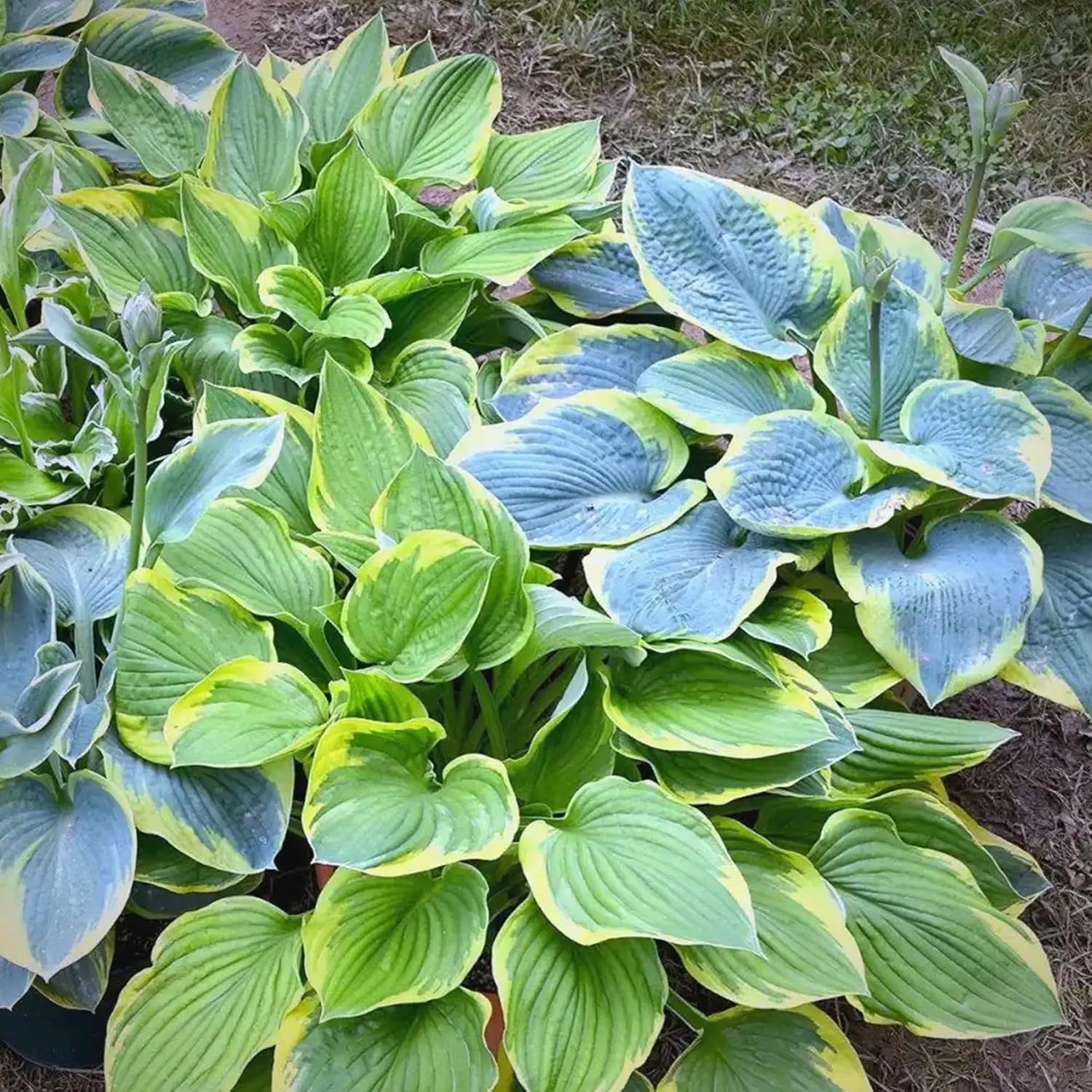 Hosta Seeds for Planting, 290+pcs Rare Perennial Hosta Flower Seeds Plants, Non-