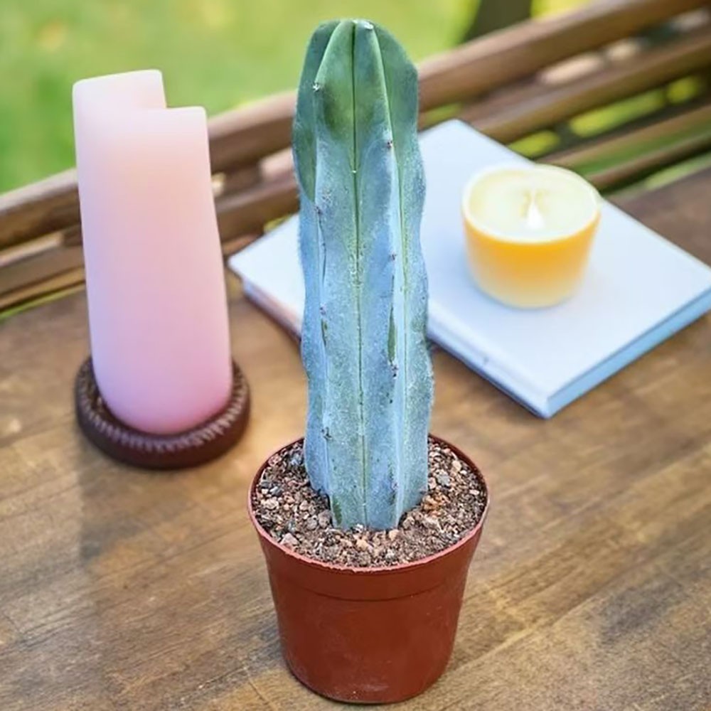 Myrtillocactus geometrizans – Rare Live Cactus for Home & Office Decoration