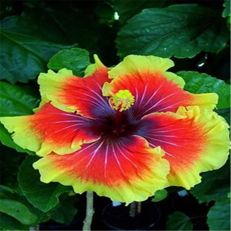 (10) HIBISCUS SEEDS perennial flower garden bed bush plant USA SELLER W/TRACK