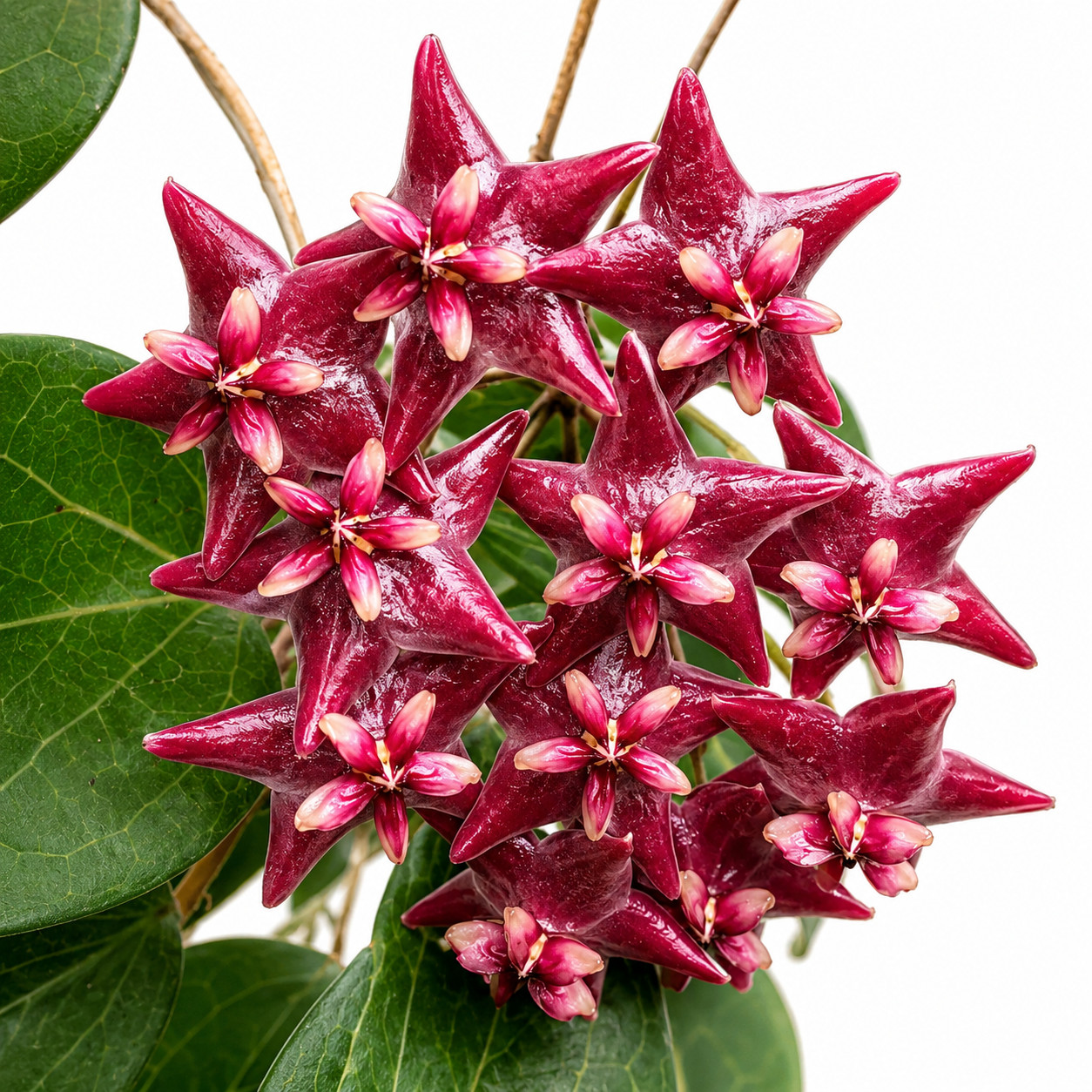 Hoya Megalaster Ubiyau Rare Variegated, Real Picture, Aroid Houseplant