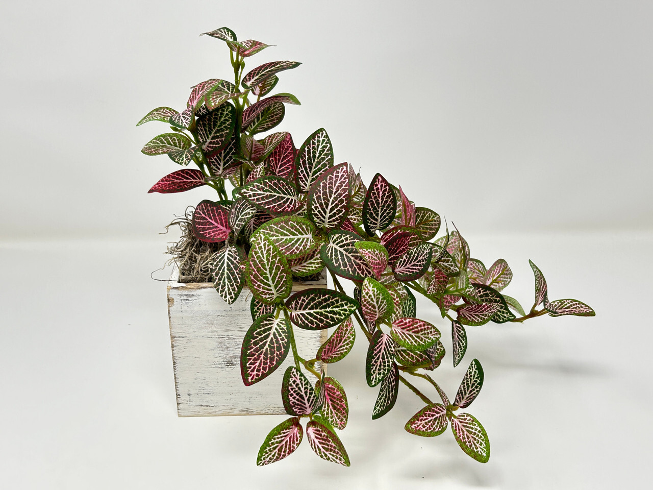 10″ tall Artificial PINK FITTONIA NERVE Silk plant potted, White-washed wooden b