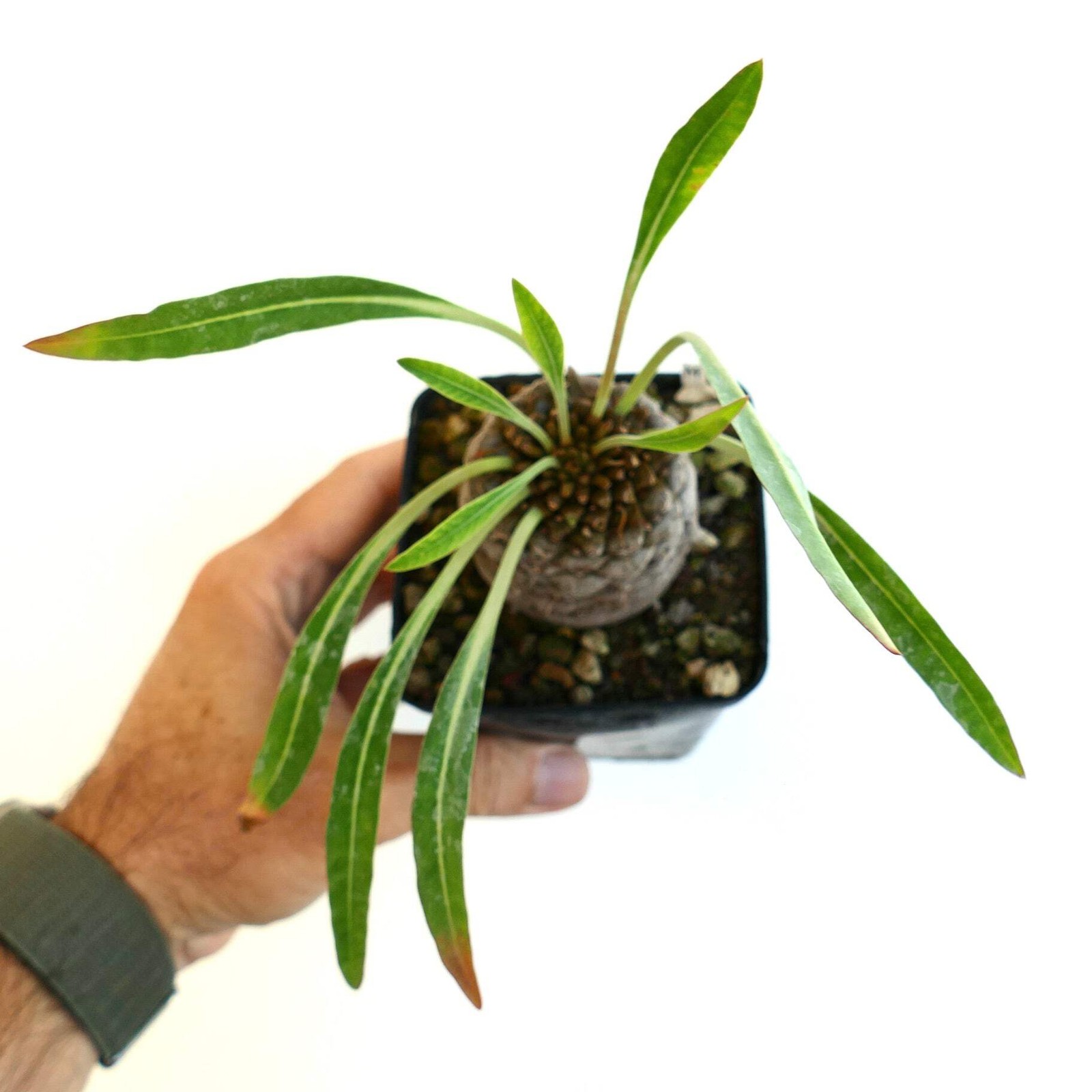 Euphorbia bupleurifolia BIG MALE specimen – Pine cone plant | Sceptre plant
