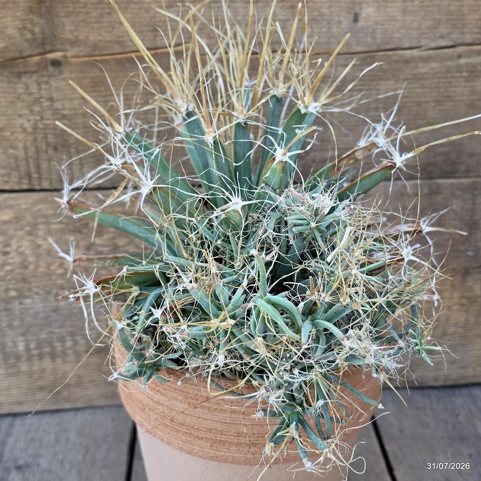 D7749 LEUCHTENBERGIA PRINCIPIS MONSTER pot19-H19-W31 cm MaMa Cactus