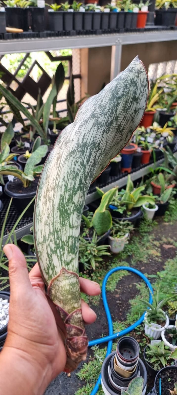 Sansevieria Sp Nkithi Nazi Mozambique Rare Unique Snake Plant