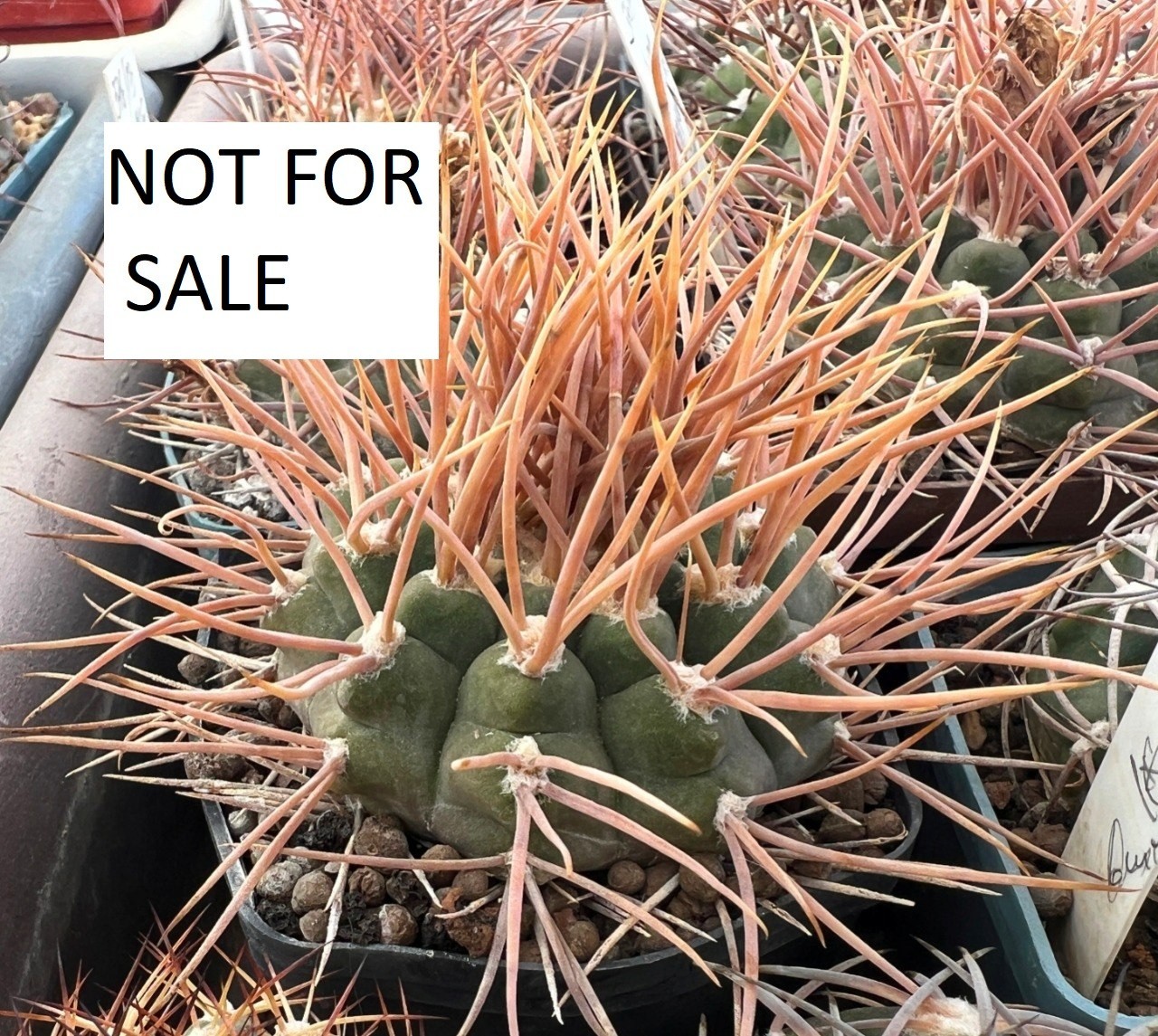 A43-873 Gymnocalycium intertextum STO185, Serrezuella, Cord, own root