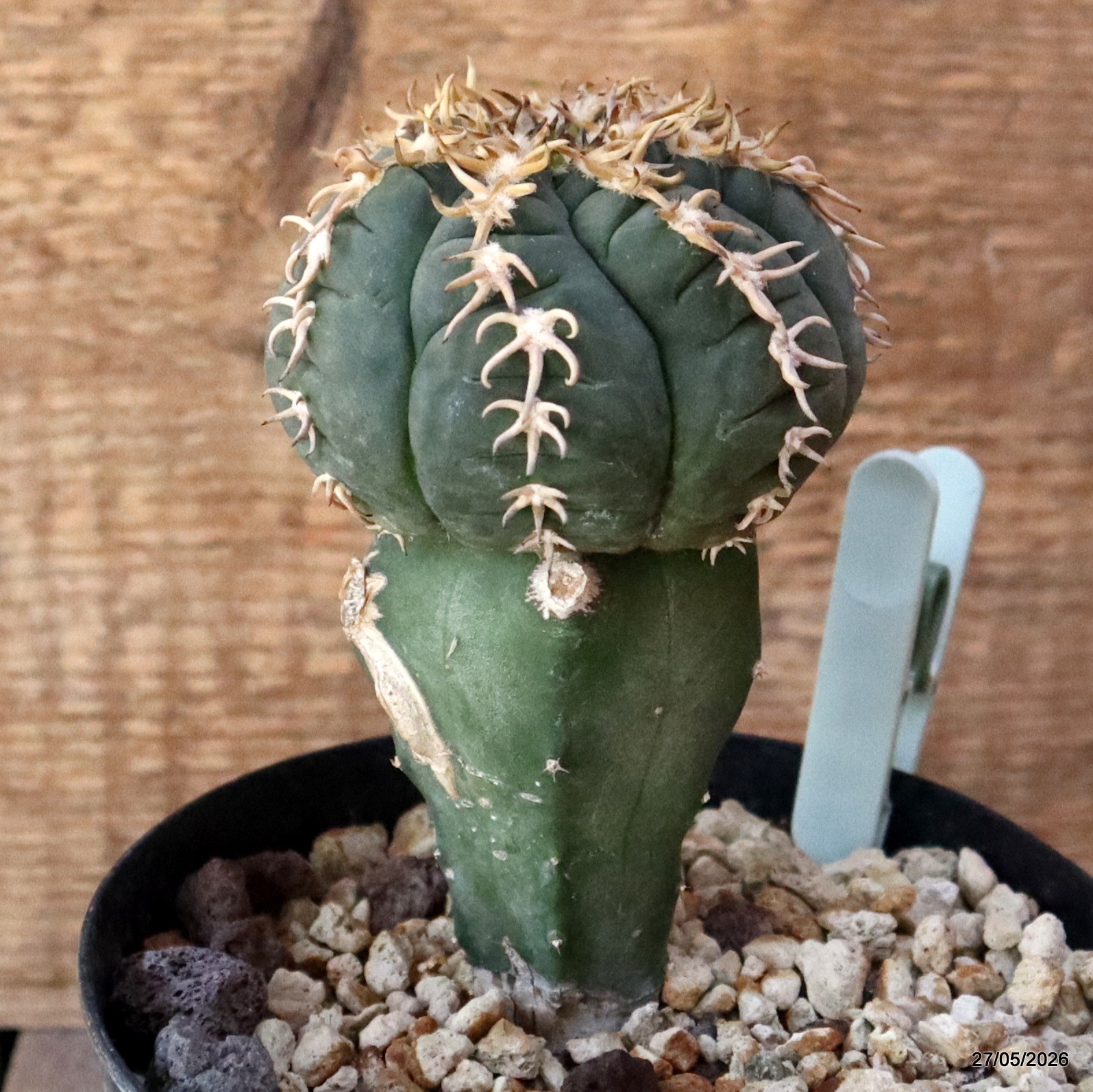 D4136 GYMNOCALYCIUM SPEGAZZINII V. UNGUISPINUM GRAFT pot14-H13-W8 cm MaMa Cactus