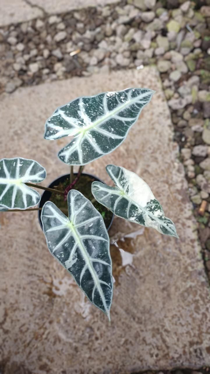 Real Picture Alocasia Bambino White Variegated Rare Tropical Plant