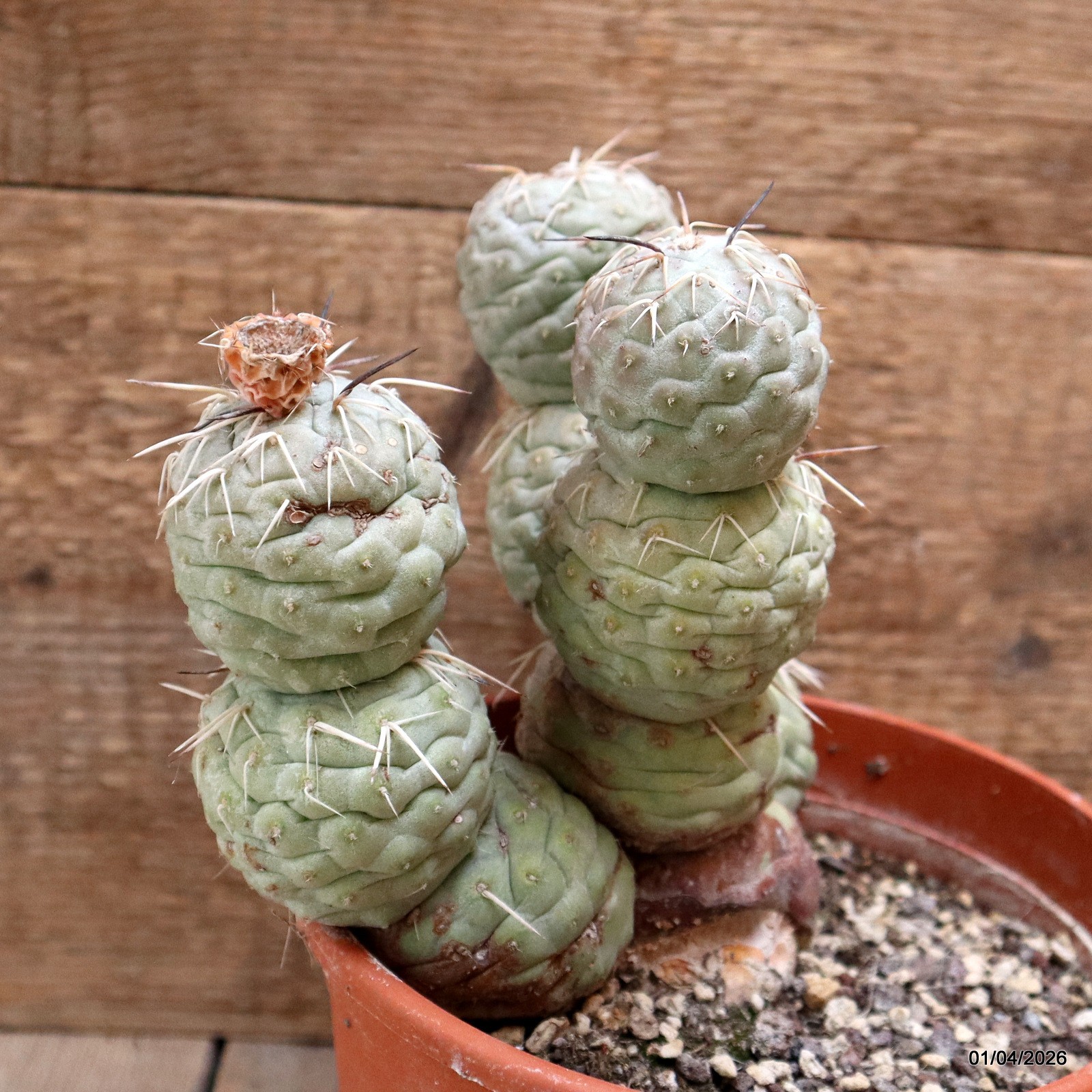 D8174 TEPHROCACTUS GEOMETRICUS GRAFT 12 BALLS pot17-H18-W19 cm MaMa Cactus