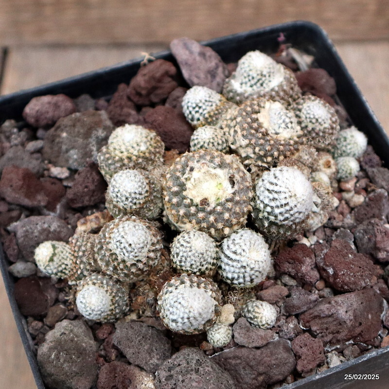 D3333 COPIAPOA LAUII pot12-H3-W10 cm MaMa Cactus