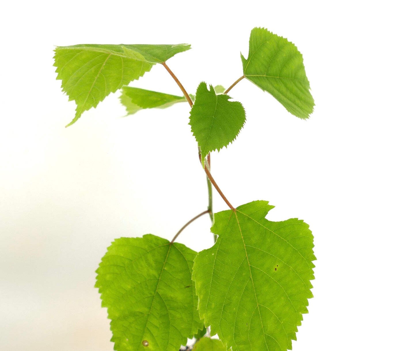 Broussonetia papyrifera – Paper mulberry | White mulberry