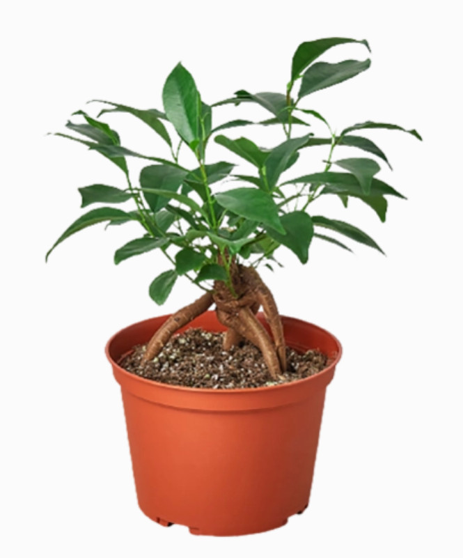 Ficus Ginseng 4-inch