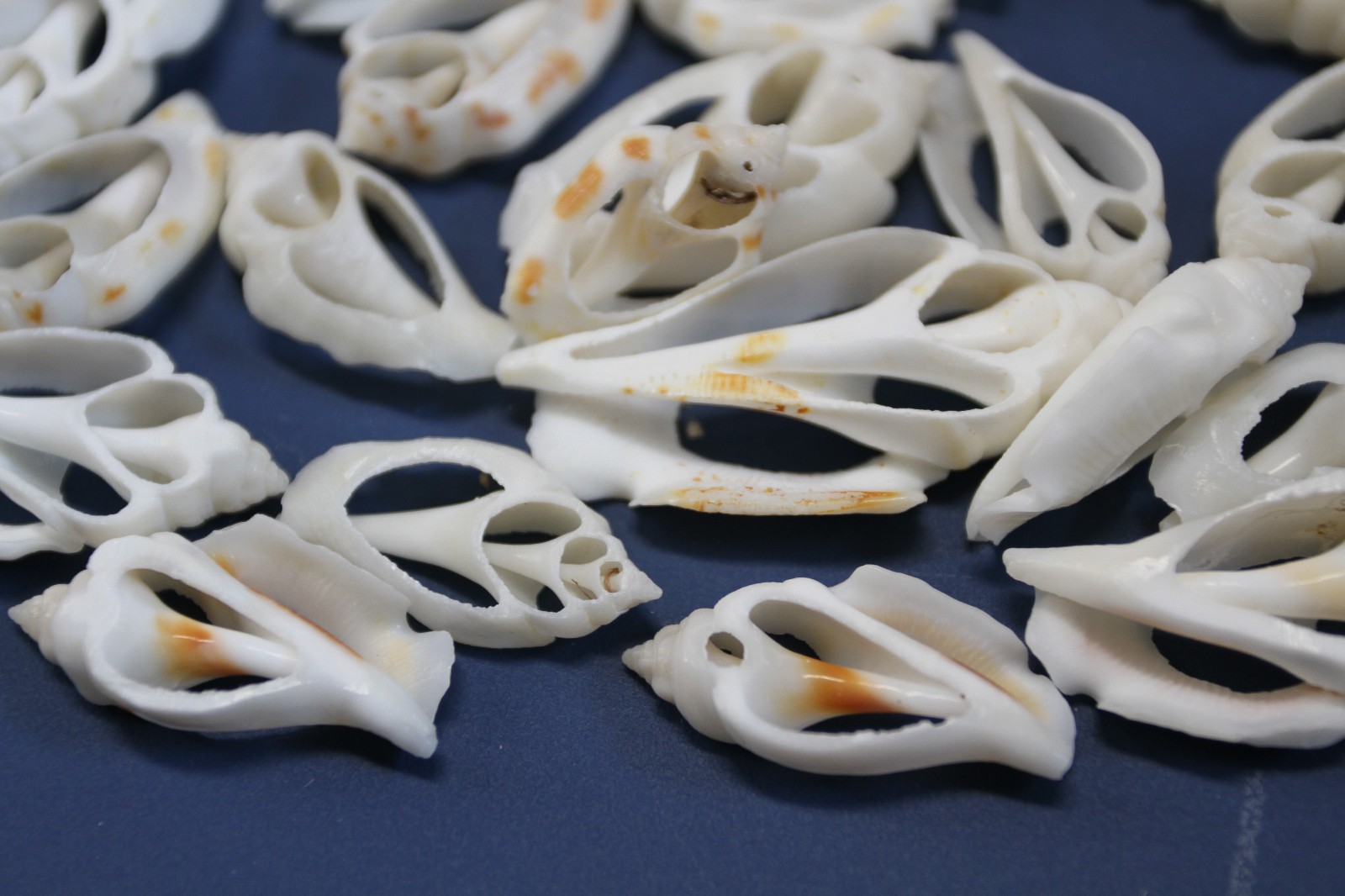 20-URCEUS,White Center Cut Seashells,Beach Wedding Decor,Floral Supply,CS-107