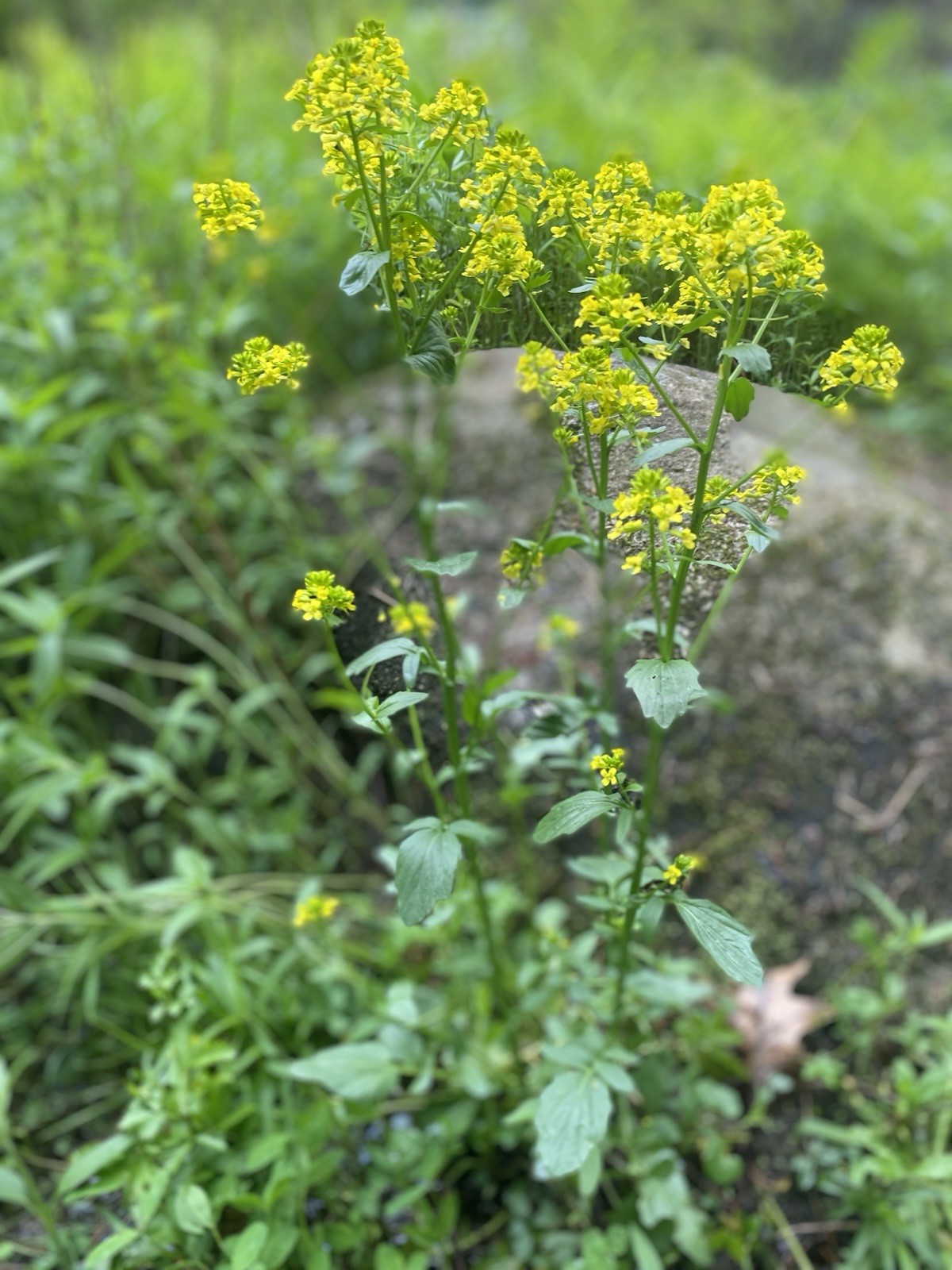 Native Maine Yellow Rocket Cress