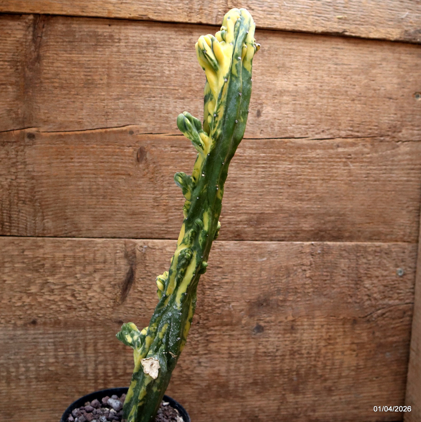 D8197 MYRTILLOCACTUS GEOMETRIZANS VARIEGATED pot12-H41-W6,5 cm MaMa Cactus