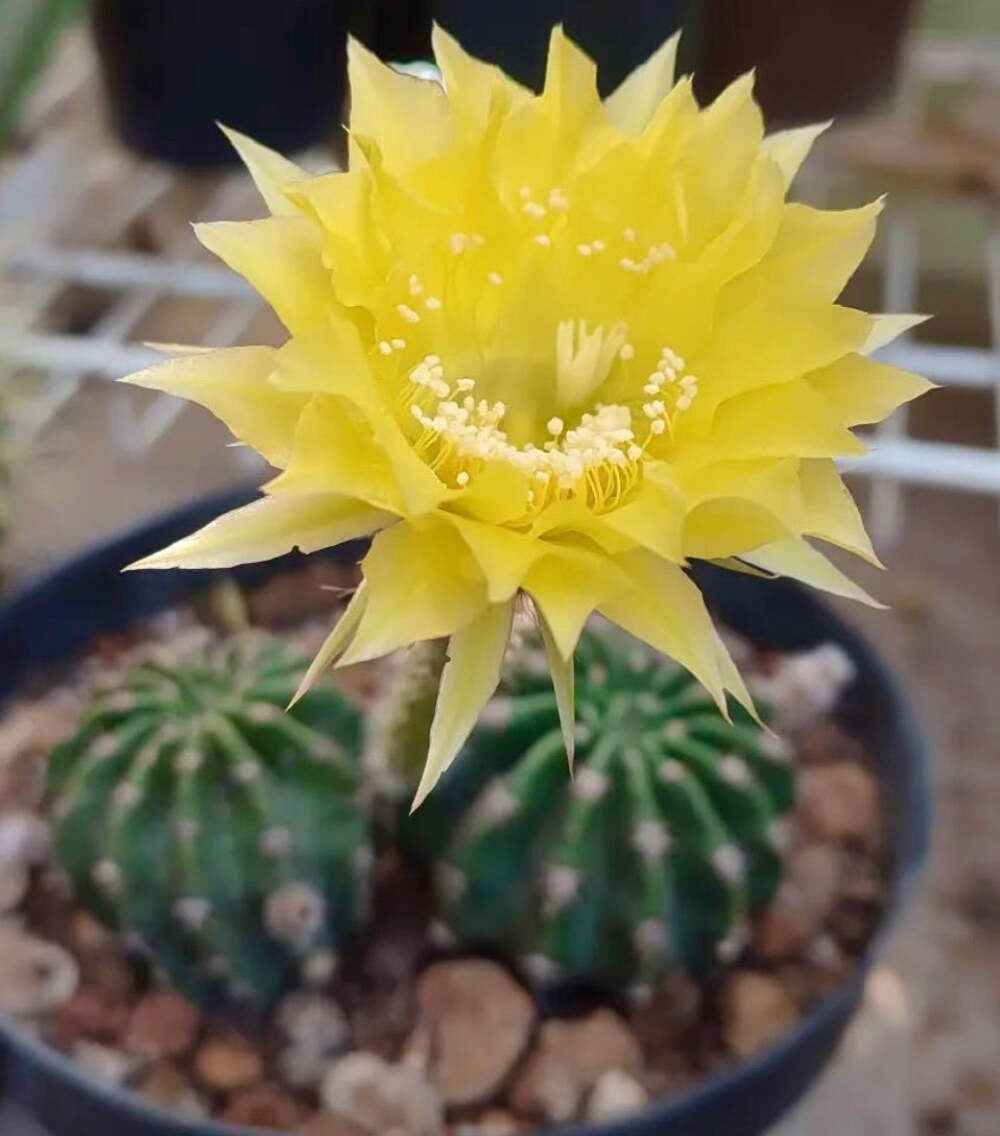 Echinopsis aurea R101 SEEDS – Golden torch cactus | Yellow torch cactus