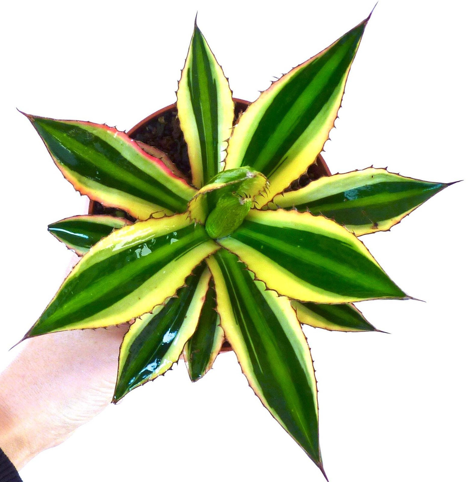 Agave lophantha QUADRICOLOR VARIEGATA 10-20cm | Thorn-crested agave | Lophantha