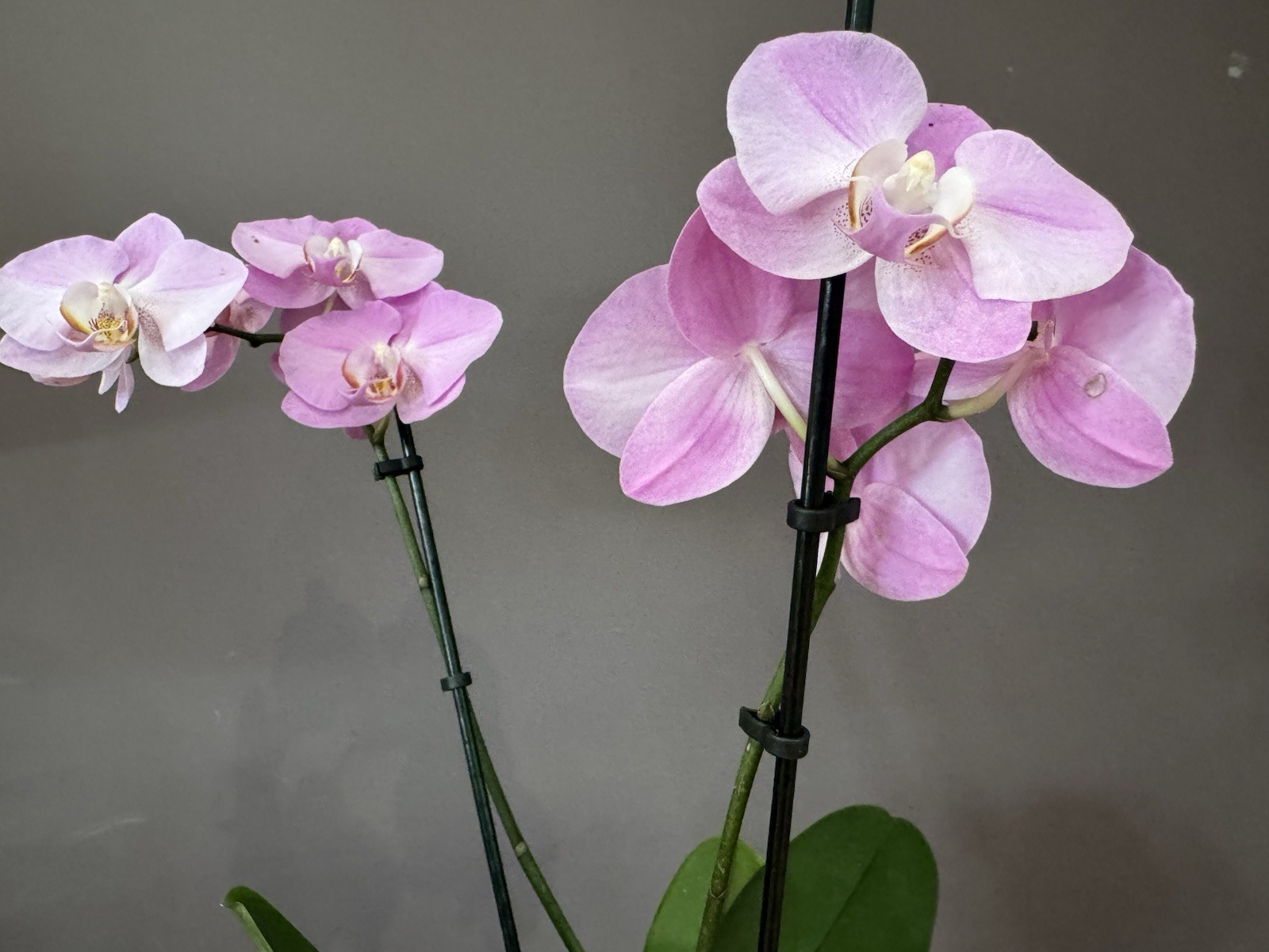 Beautiful phalaenopsis orchid plant In Full Bloom