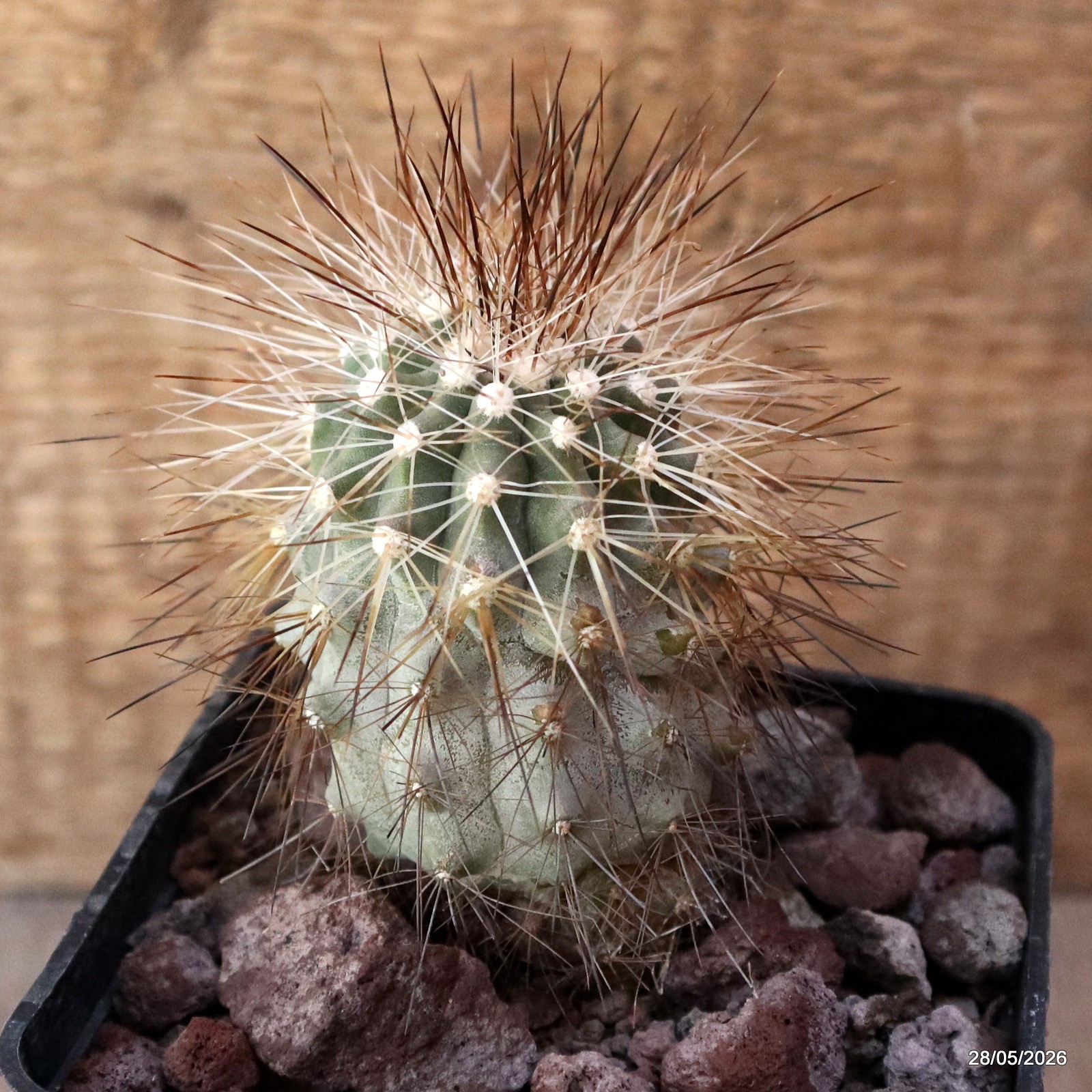 D3386 COPIAPOA KRAINZIANA V. SCOPULINA pot10-H7-W6 cm MaMa Cactus