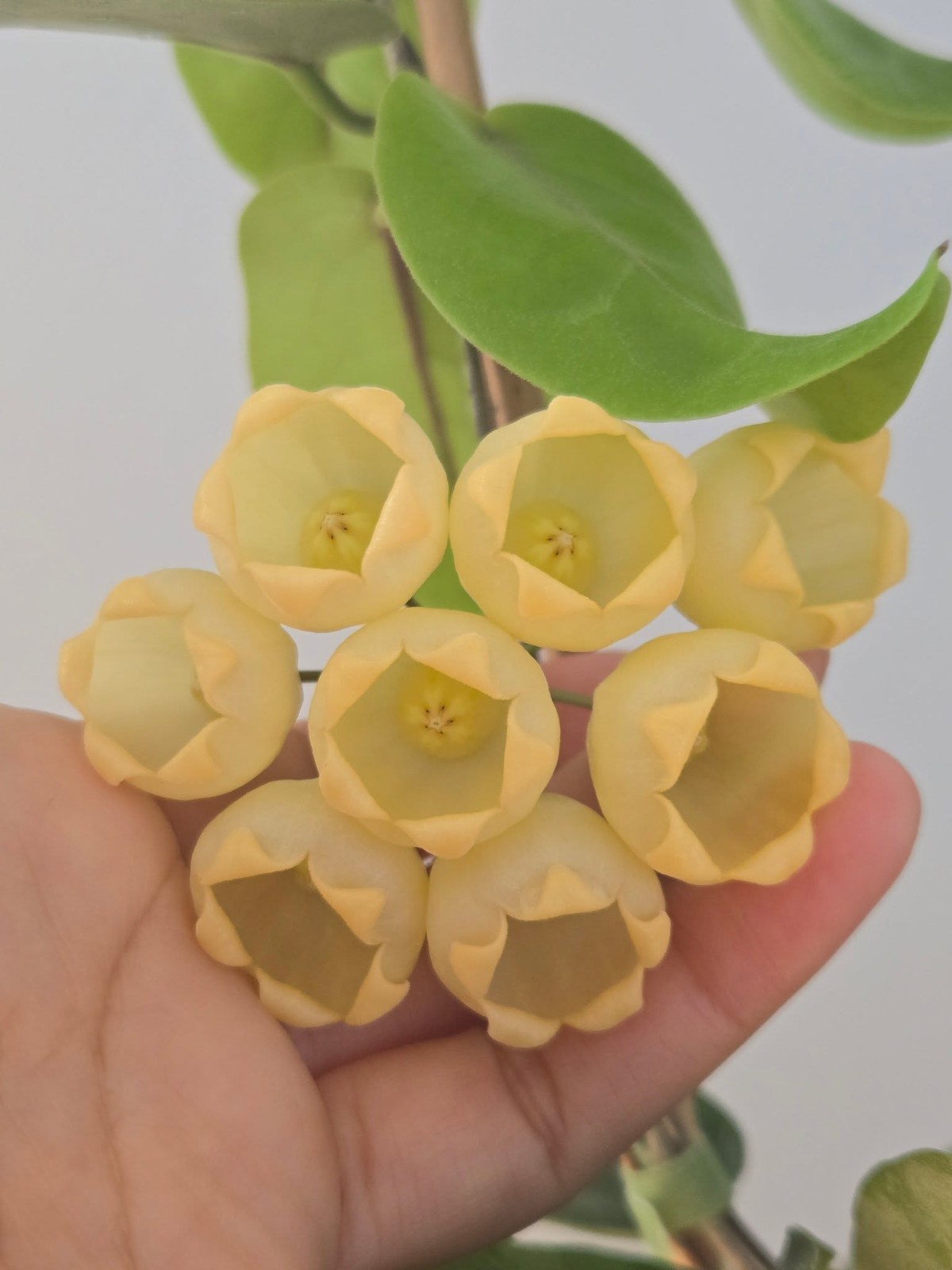 Hoya inflata Sp Papua Rare Variegated, Real Picture, Aroid Houseplant