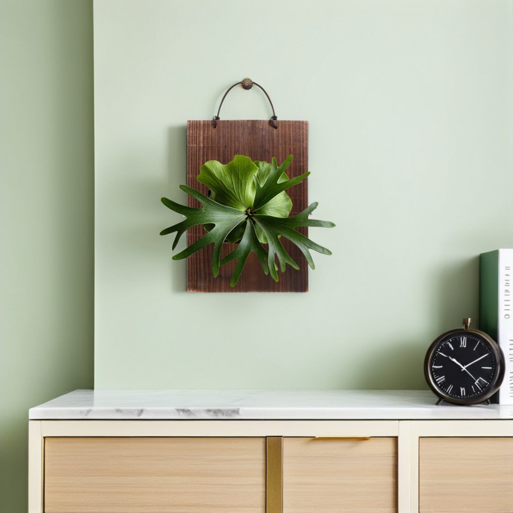 Fern Mounting Board: Wood Vertical Planting Board, Hanging Plant