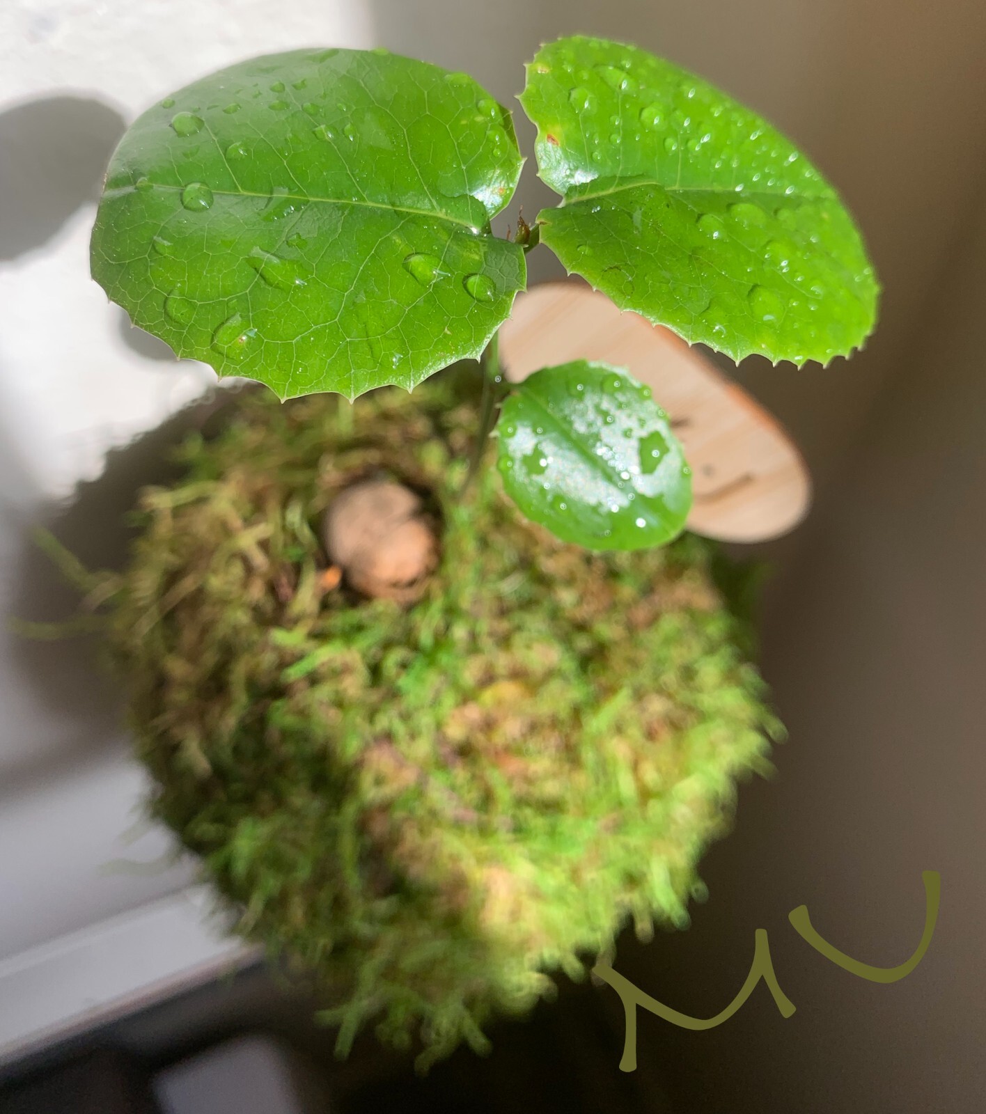 1 SMALL PALM SIZE BONSAI CALIFORNIA COASTAL LIVE OAK ACORN KOKEDAMA