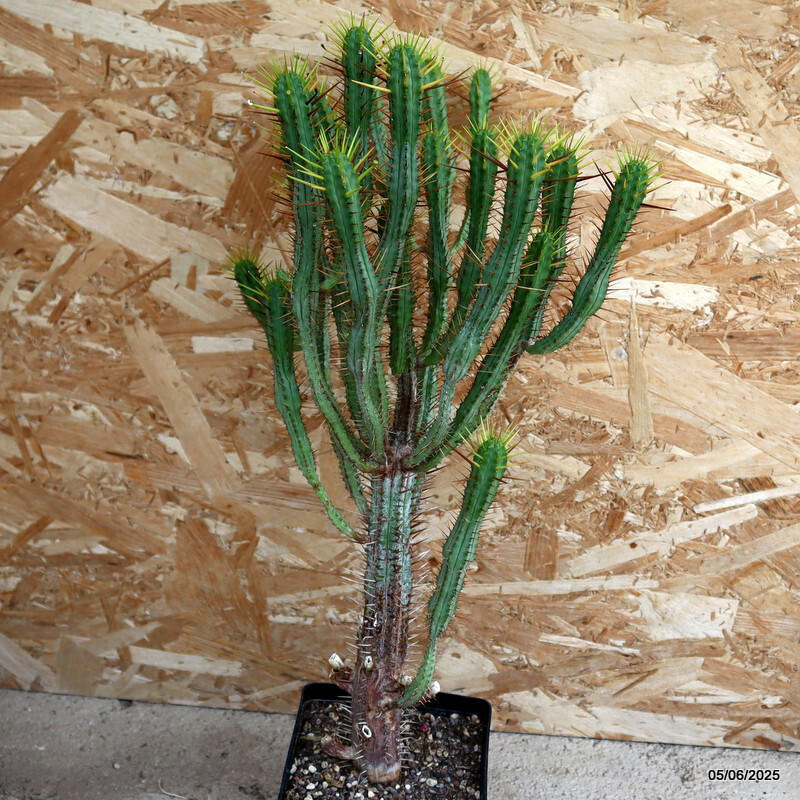 D4466 EUPHORBIA ENOPLA pot14-H51-W31 cm MaMa Cactus