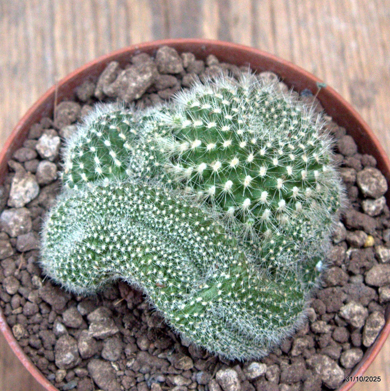 D7275 REBUTIA MUSCOLA CRESTED pot10-H6-W7 cm MaMa Cactus