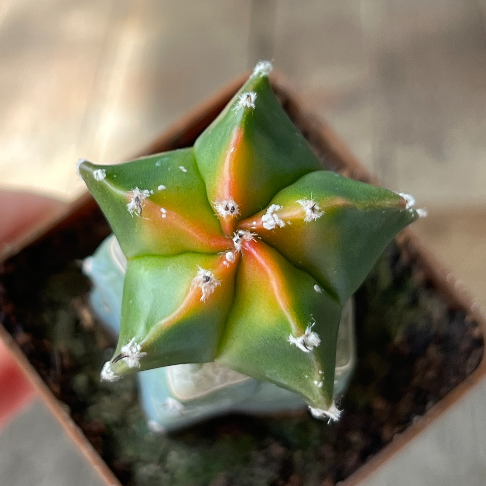 A30-578 Astrophytum myriostigma c. ‘Koh-Yo’, grafted