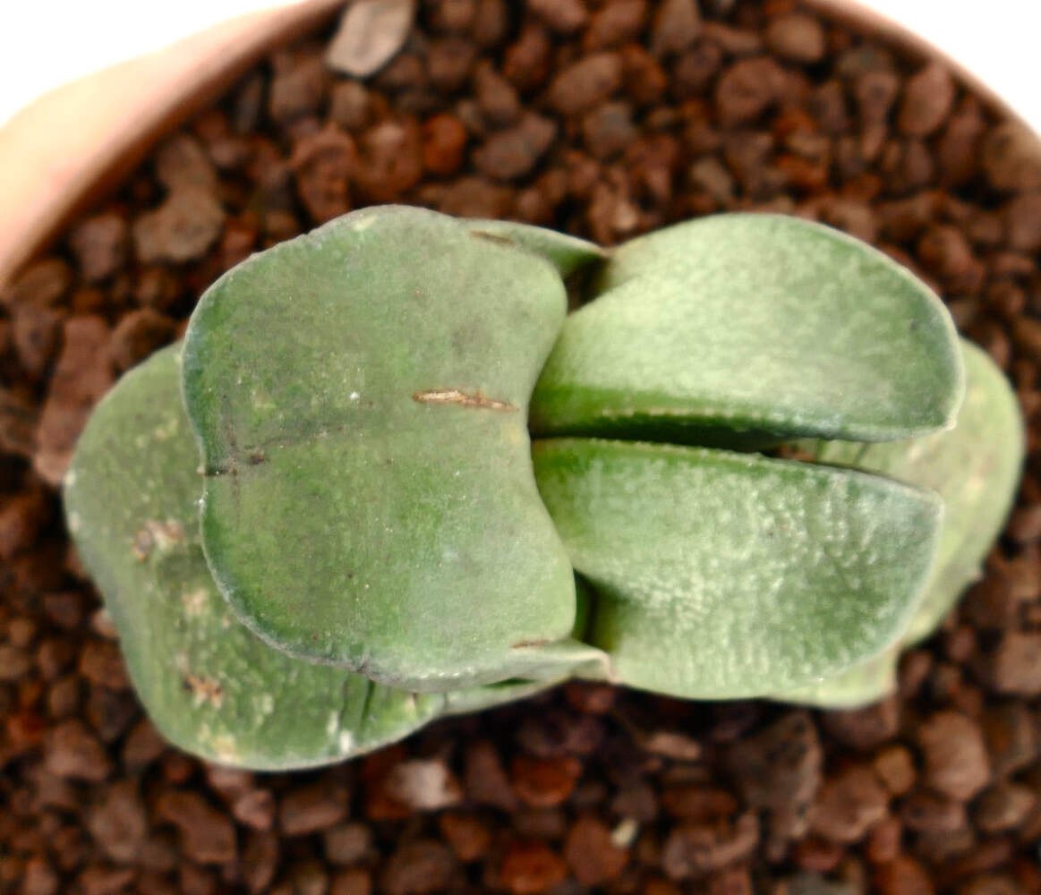 Gasteria sp. DICHOTOMIC LEAF – Ox tongue | Lawyer’s tongue