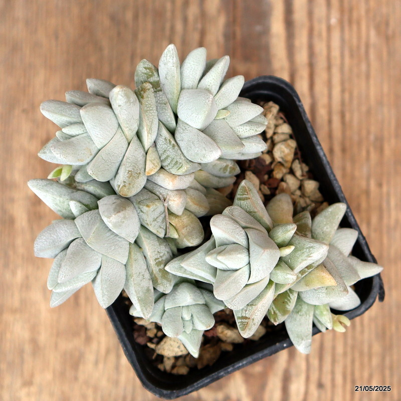 D4252 CRASSULA CORNUTA pot7-H7-W11 cm MaMa Cactus