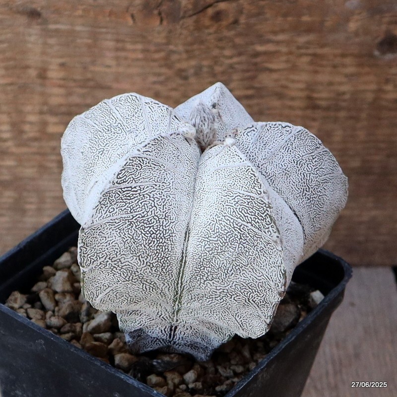 D4886 ASTROPHYTUM MYRIOSTIGMA ONZUKA “V” TYPE pot10-H10-W11 cm MaMa Cactus