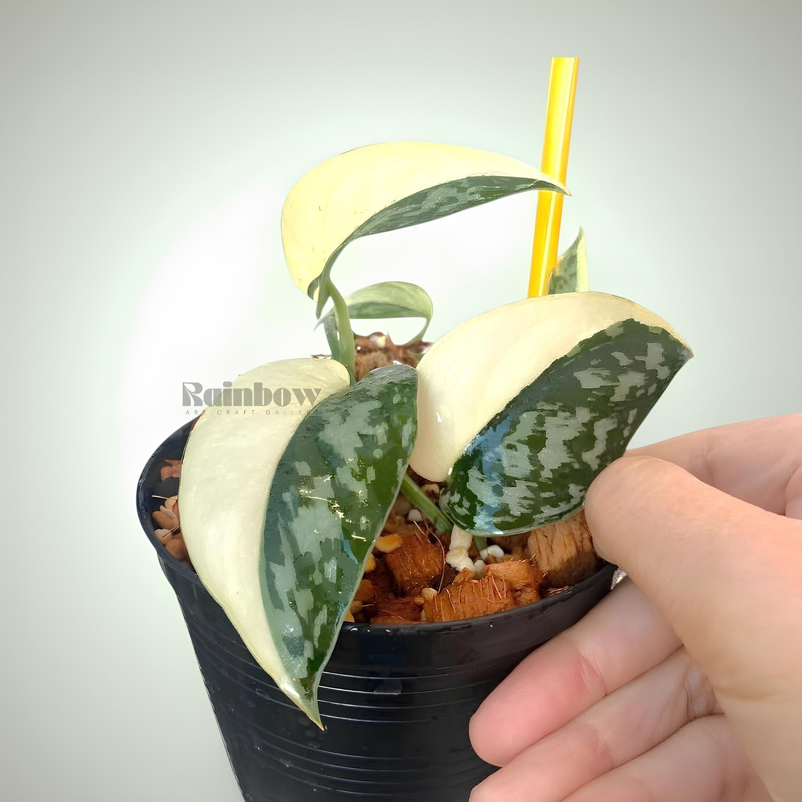 Scindapsus Mayari Variegated Jungle Plant
