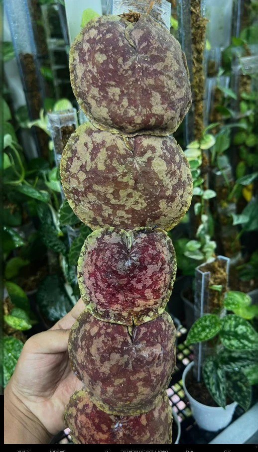 Hoya Imbricata Red Rare Plant
