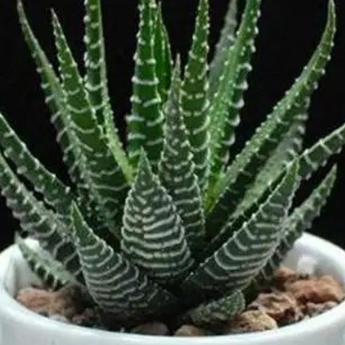2 Pcs Haworthia Fasciata Attenuata Rare Succulent Plant Exotic Cactus Rare Plant