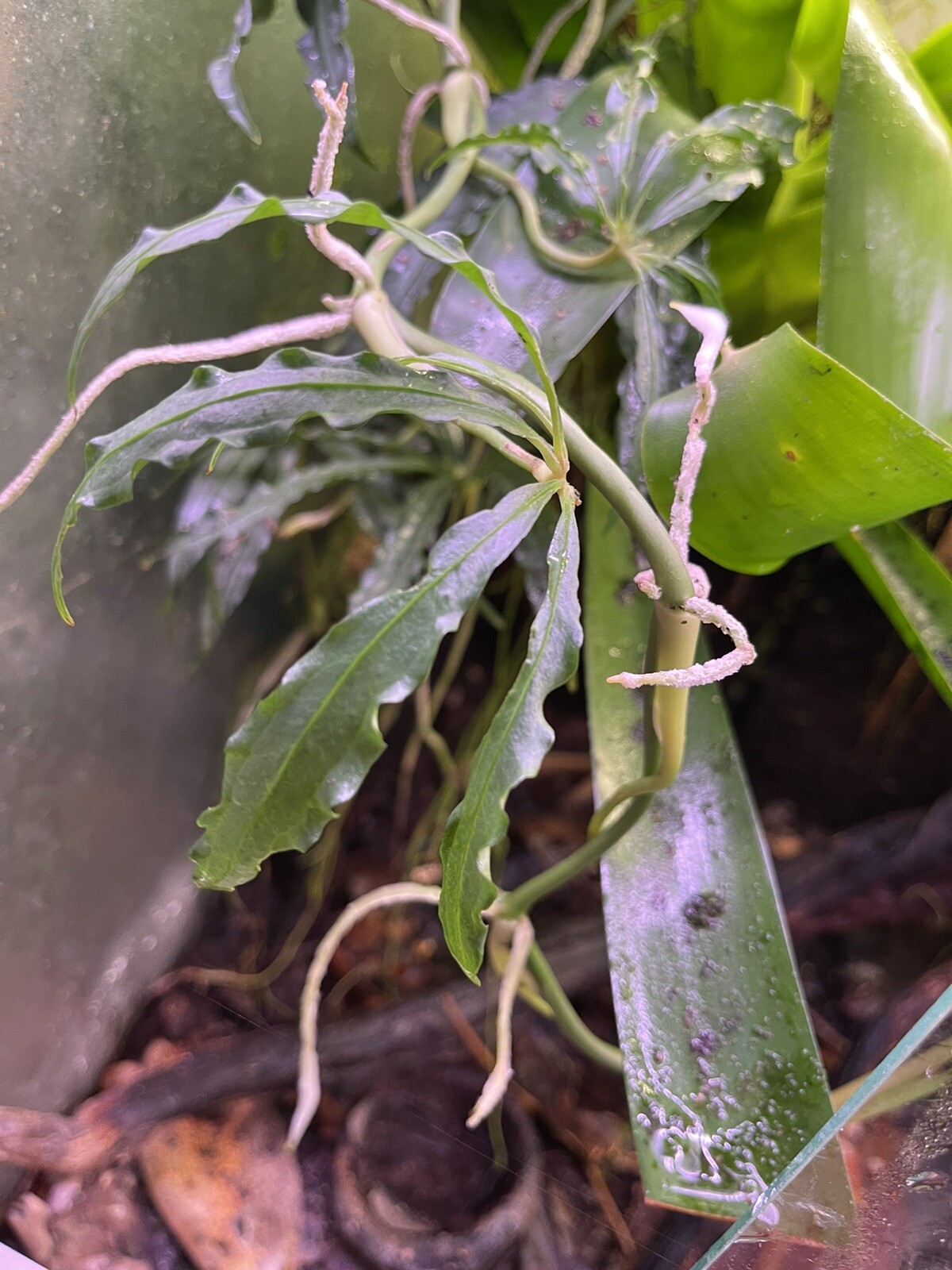 anthurium polyschistum