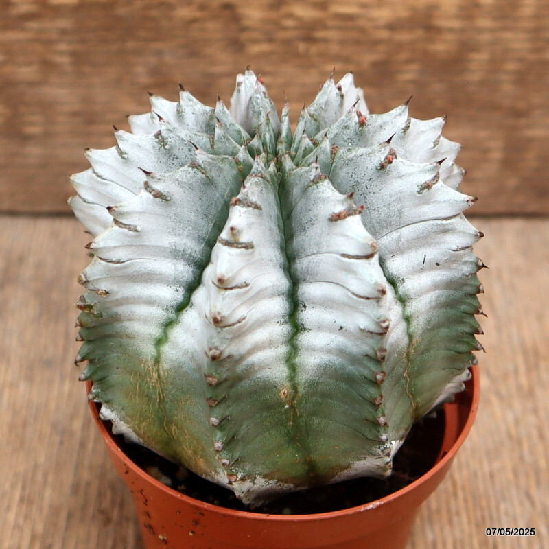 D3936 EUPHORBIA HORRIDA SNOWFLAKE pot8,5-H9-W9 cm MaMa Cactus