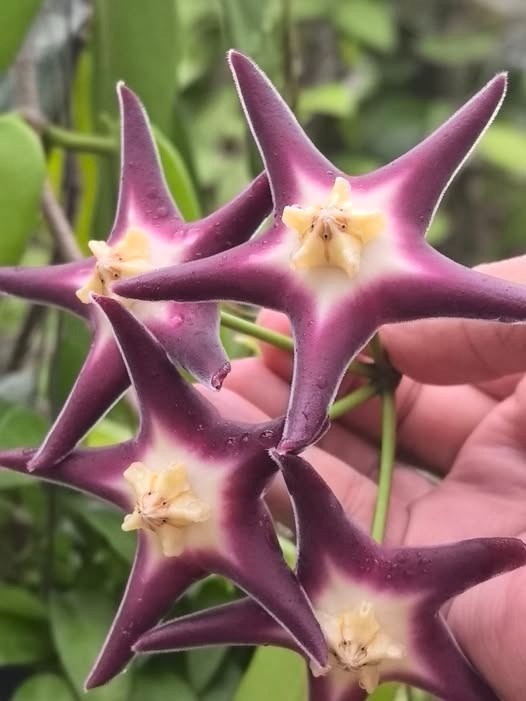 Hoya Stenakei Dark – Collector Hoya Papua